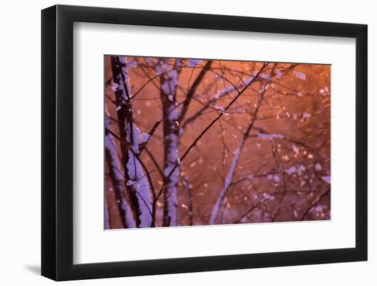 1990s SNOW FALLING AT SUNSET CLINGING ONTO TREE BRANCHES-Panoramic Images-Framed Photographic Print