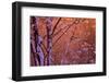 1990s SNOW FALLING AT SUNSET CLINGING ONTO TREE BRANCHES-Panoramic Images-Framed Photographic Print