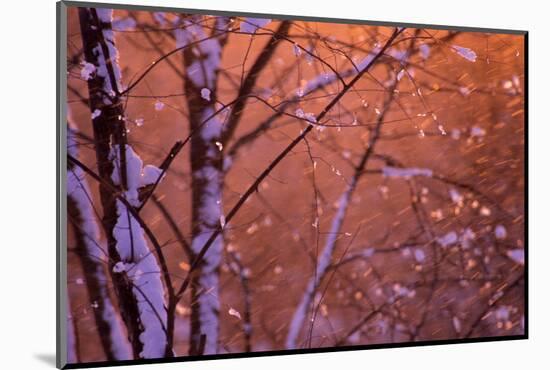 1990s SNOW FALLING AT SUNSET CLINGING ONTO TREE BRANCHES-Panoramic Images-Mounted Photographic Print