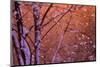 1990s SNOW FALLING AT SUNSET CLINGING ONTO TREE BRANCHES-Panoramic Images-Mounted Photographic Print