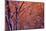 1990s SNOW FALLING AT SUNSET CLINGING ONTO TREE BRANCHES-Panoramic Images-Mounted Photographic Print