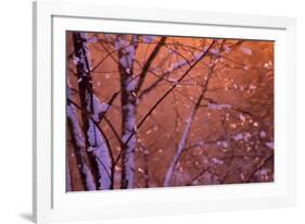 1990s SNOW FALLING AT SUNSET CLINGING ONTO TREE BRANCHES-Panoramic Images-Framed Photographic Print