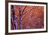 1990s SNOW FALLING AT SUNSET CLINGING ONTO TREE BRANCHES-Panoramic Images-Framed Photographic Print