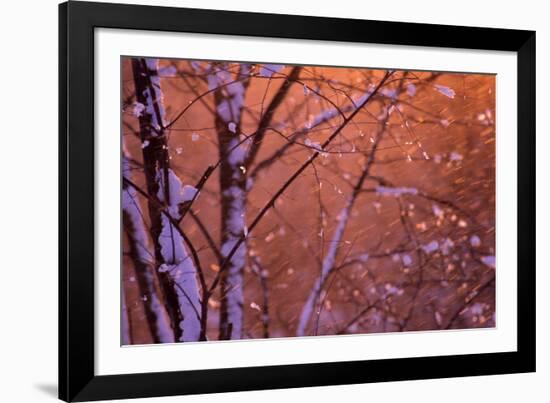 1990s SNOW FALLING AT SUNSET CLINGING ONTO TREE BRANCHES-Panoramic Images-Framed Photographic Print