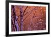 1990s SNOW FALLING AT SUNSET CLINGING ONTO TREE BRANCHES-Panoramic Images-Framed Photographic Print