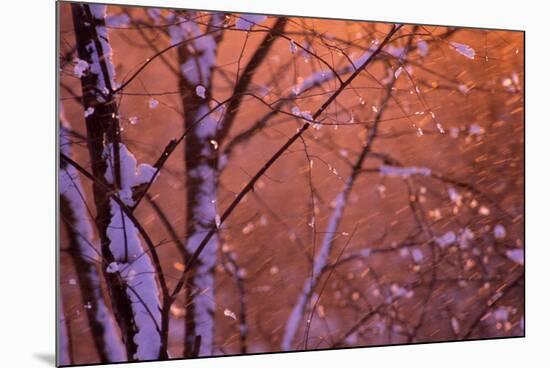 1990s SNOW FALLING AT SUNSET CLINGING ONTO TREE BRANCHES-Panoramic Images-Mounted Photographic Print