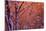 1990s SNOW FALLING AT SUNSET CLINGING ONTO TREE BRANCHES-Panoramic Images-Mounted Photographic Print