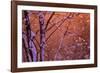 1990s SNOW FALLING AT SUNSET CLINGING ONTO TREE BRANCHES-Panoramic Images-Framed Photographic Print