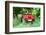 1993 Jeep Wrangler-null-Framed Photographic Print