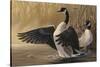 1994 Canada Geese-Wilhelm Goebel-Stretched Canvas