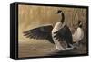 1994 Canada Geese-Wilhelm Goebel-Framed Stretched Canvas