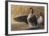 1994 Canada Geese-Wilhelm Goebel-Framed Giclee Print