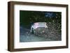 1999 Ford Focus WRC, C.McRae. Network Q Rally with flying mud!-null-Framed Photographic Print