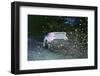 1999 Ford Focus WRC, C.McRae. Network Q Rally with flying mud!-null-Framed Photographic Print