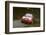 1999 Mitsubishi Lancer EVO, Network Q Rally.Timo Makinen-null-Framed Photographic Print