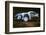 1999 Peugeot 206 WRC Network Q Rally, Gronholm-null-Framed Photographic Print