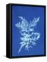 19th-century Alga Cyanotype-Spencer Collection-Framed Stretched Canvas
