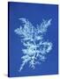 19th-century Alga Cyanotype-Spencer Collection-Stretched Canvas