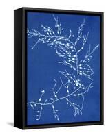 19th-century Alga Cyanotype-Spencer Collection-Framed Stretched Canvas