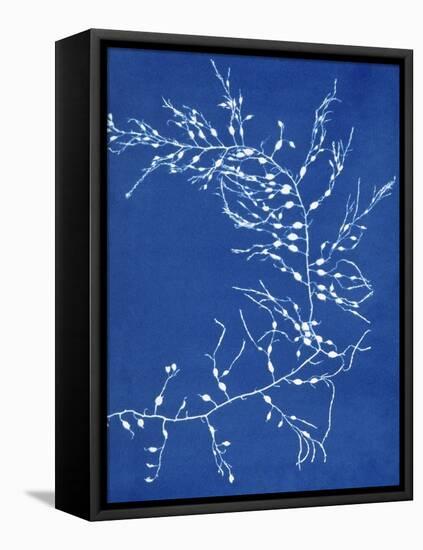 19th-century Alga Cyanotype-Spencer Collection-Framed Stretched Canvas