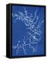 19th-century Alga Cyanotype-Spencer Collection-Framed Stretched Canvas