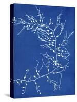 19th-century Alga Cyanotype-Spencer Collection-Stretched Canvas