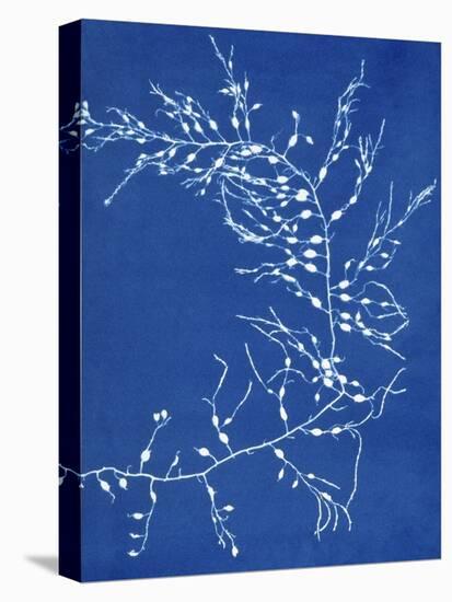 19th-century Alga Cyanotype-Spencer Collection-Stretched Canvas