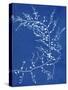 19th-century Alga Cyanotype-Spencer Collection-Stretched Canvas