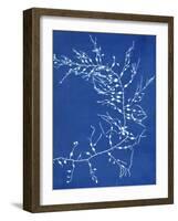 19th-century Alga Cyanotype-Spencer Collection-Framed Photographic Print