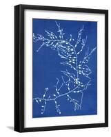 19th-century Alga Cyanotype-Spencer Collection-Framed Photographic Print