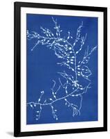 19th-century Alga Cyanotype-Spencer Collection-Framed Photographic Print