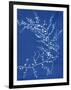 19th-century Alga Cyanotype-Spencer Collection-Framed Photographic Print