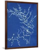 19th-century Alga Cyanotype-Spencer Collection-Framed Photographic Print