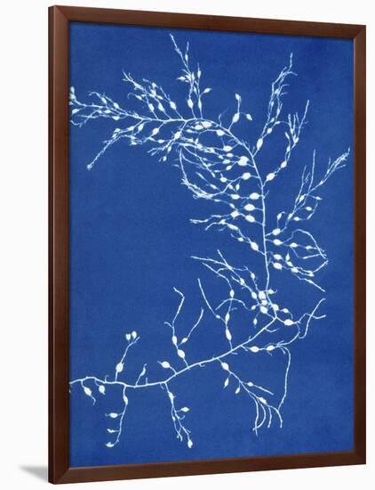 19th-century Alga Cyanotype-Spencer Collection-Framed Photographic Print