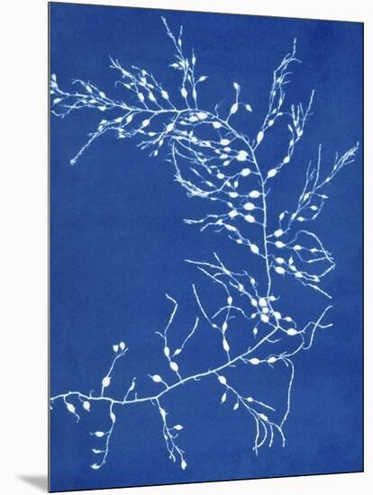 19th-century Alga Cyanotype-Spencer Collection-Mounted Photographic Print