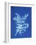 19th-century Alga Cyanotype-Spencer Collection-Framed Photographic Print