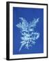 19th-century Alga Cyanotype-Spencer Collection-Framed Photographic Print