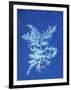 19th-century Alga Cyanotype-Spencer Collection-Framed Photographic Print