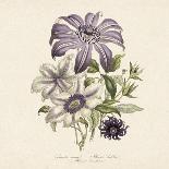 Clematis-19th Century English School -Giclee Print