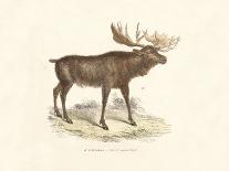 Roebuck Study-19th Century English School-Mounted Giclee Print