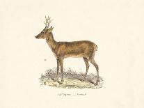 Roebuck Study-19th Century English School-Giclee Print