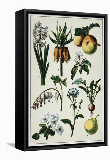 19th-Century French Botanical Print-null-Framed Stretched Canvas