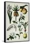 19th-Century French Botanical Print-null-Framed Stretched Canvas