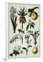 19th-Century French Botanical Print-null-Framed Giclee Print