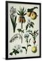 19th-Century French Botanical Print-null-Framed Giclee Print