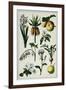 19th-Century French Botanical Print-null-Framed Giclee Print