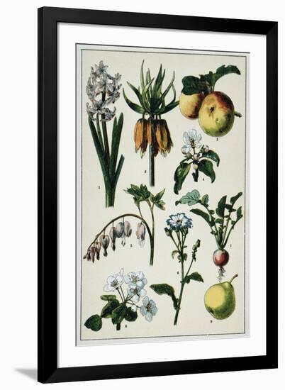 19th-Century French Botanical Print-null-Framed Giclee Print