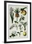 19th-Century French Botanical Print-null-Framed Giclee Print