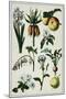 19th-Century French Botanical Print-null-Mounted Giclee Print