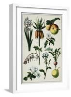 19th-Century French Botanical Print-null-Framed Giclee Print